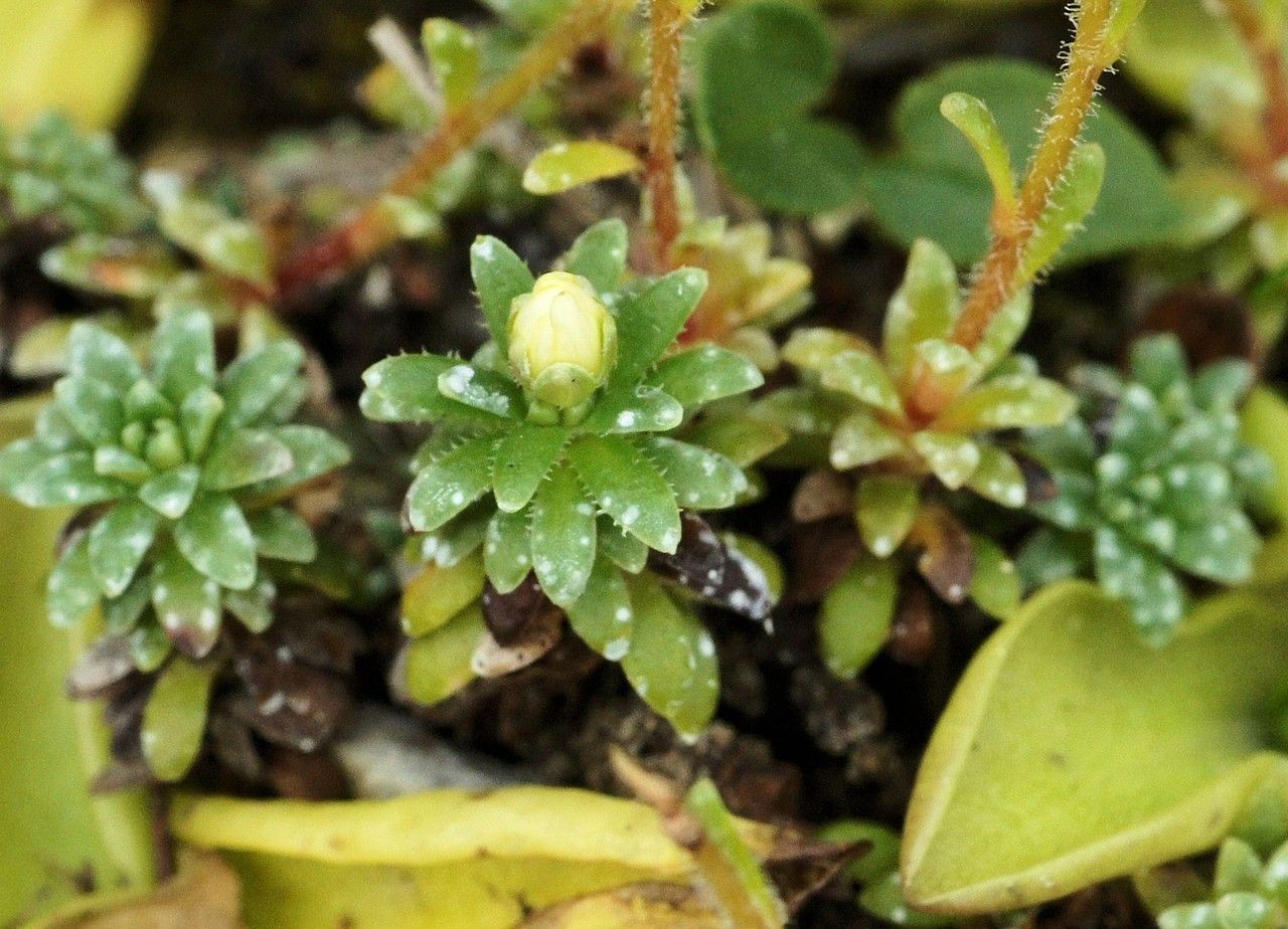 Saxifraga x patens habit