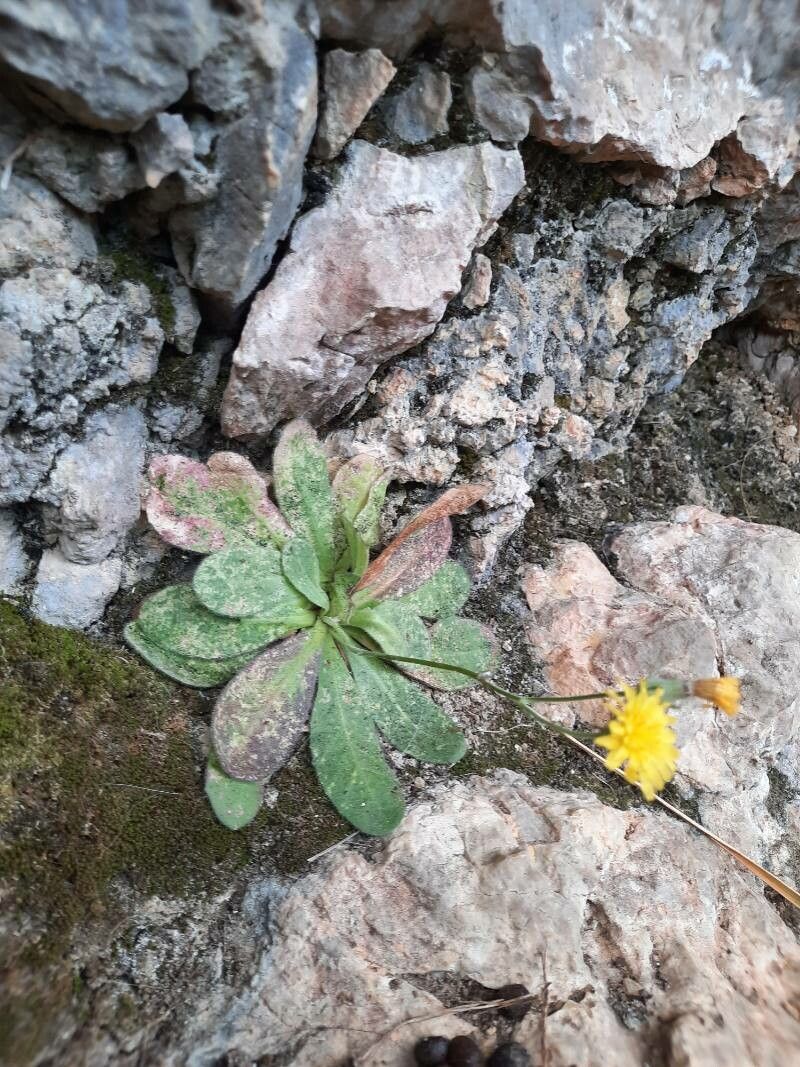 Hieracium laniferum habit