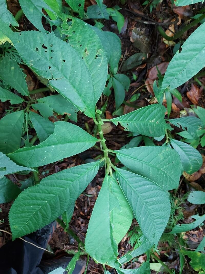 Elatostema fagifolium leaf