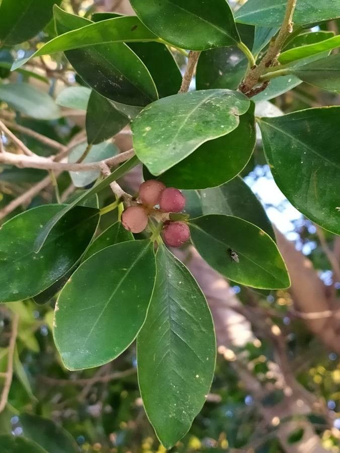 Apollonias barbujana fruit