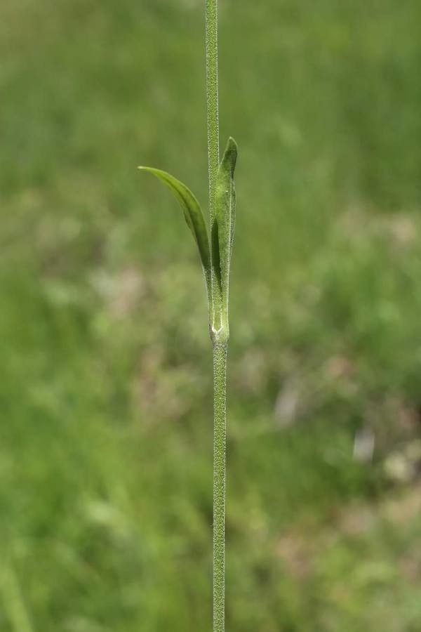 Silene sendtneri — search result for 'Silene'