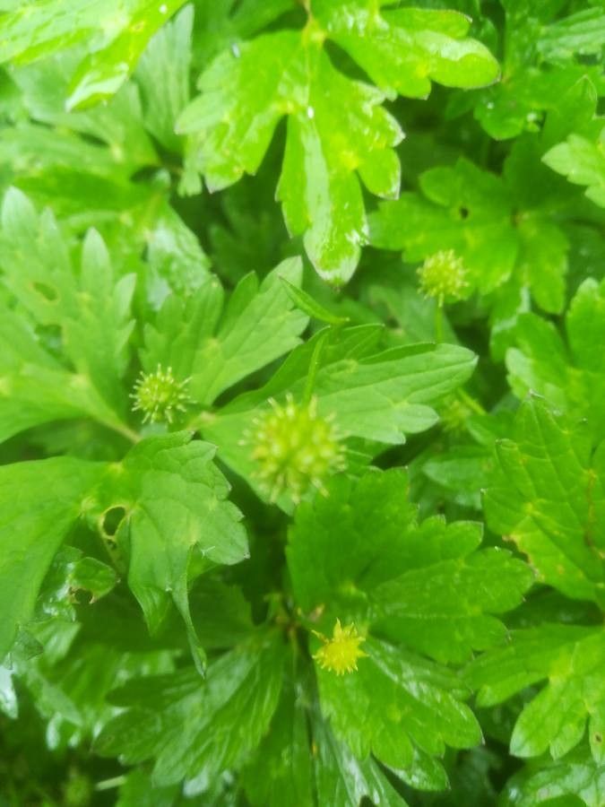 Ranunculus alpestris fruit