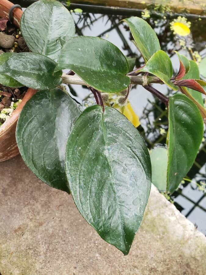 Nematanthus fluminensis