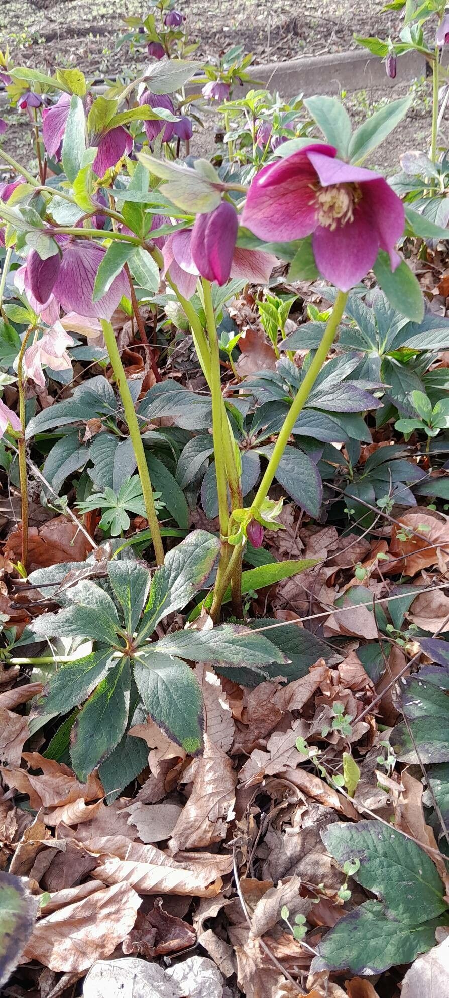 Helleborus × hybridus habit
