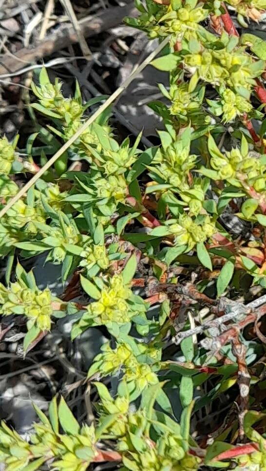 Euphorbia schickendantzii — houseplant care guide
