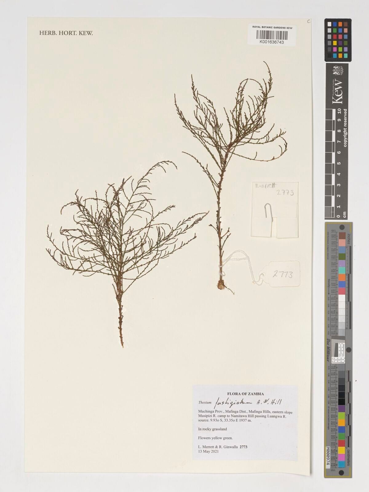 Thesium fastigiatum — search result for 'Thesium'