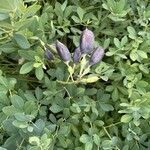 Baptisia australis
