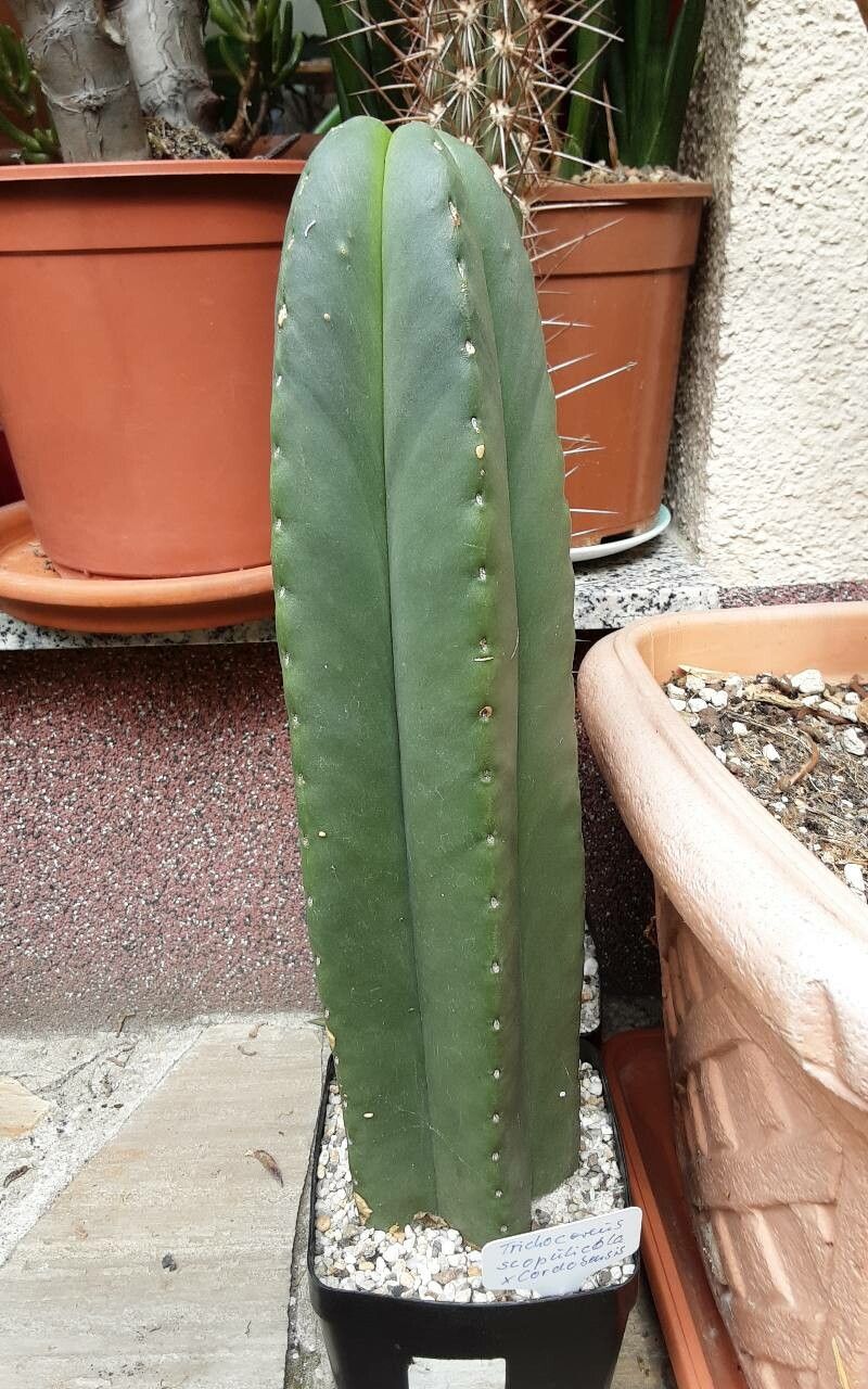 Echinopsis scopulicola habit