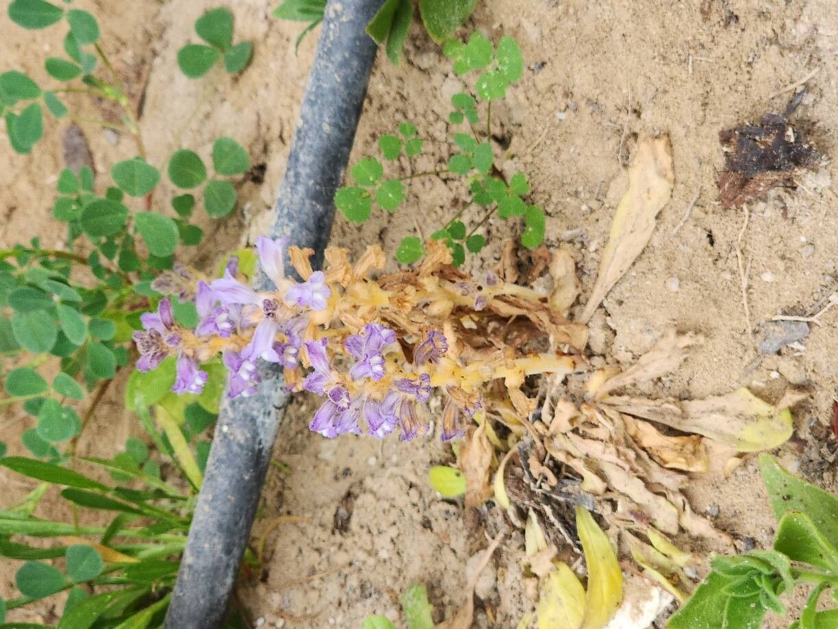 Orobanche aegyptiaca other