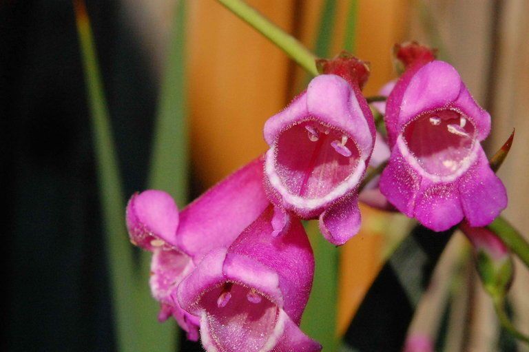 Penstemon floridus — search result for 'Penstemon'
