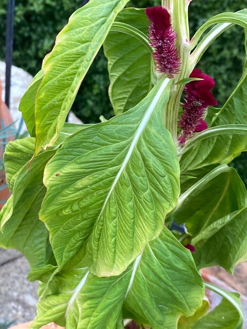 Celosia cristata leaf