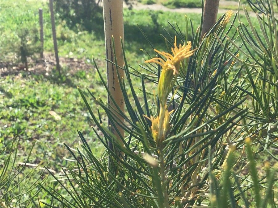 Banksia leptophylla flower