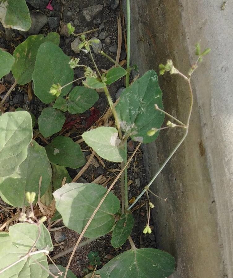 Boerhavia coccinea flower