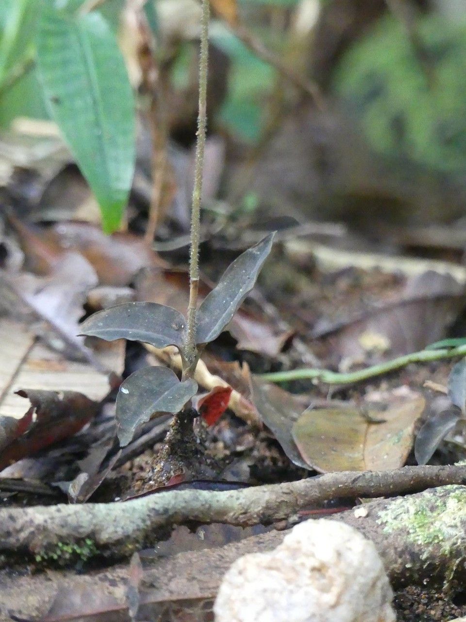 Zeuxine reginasilvae — search result for 'Zeuxine'