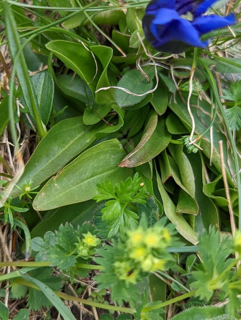 Gentiana acaulis leaf