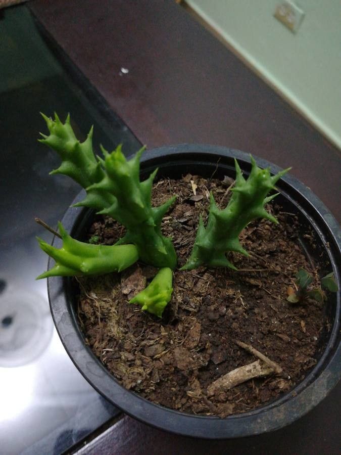 Orbea speciosa — search result for 'Orbea'