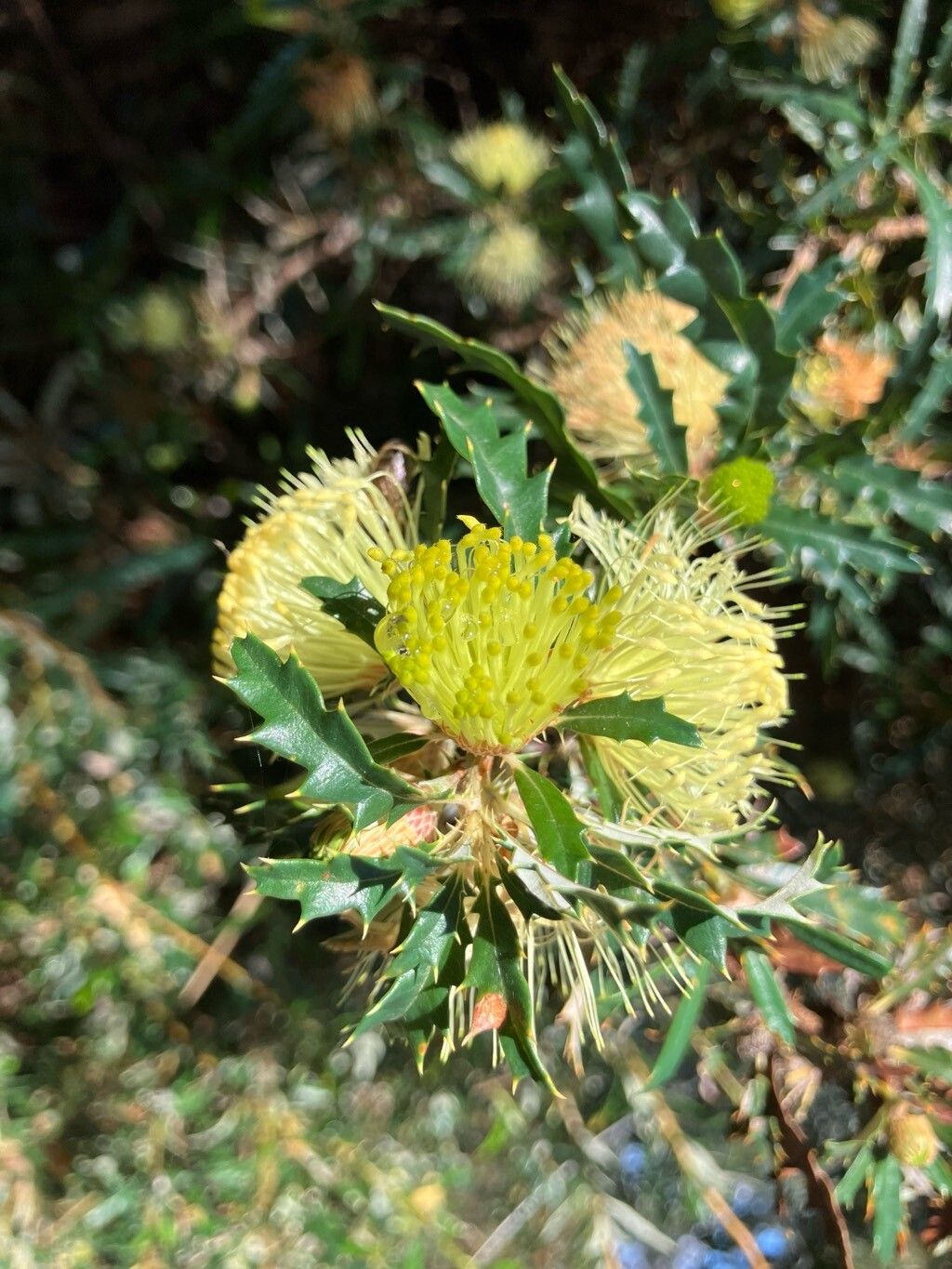 Banksia squarrosa — houseplant care guide