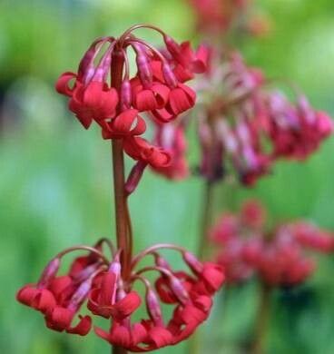 Primula maximowiczii — houseplant care guide