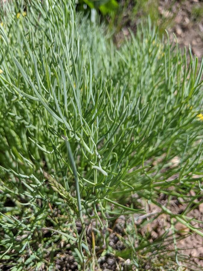 Lomatium triternatum leaf
