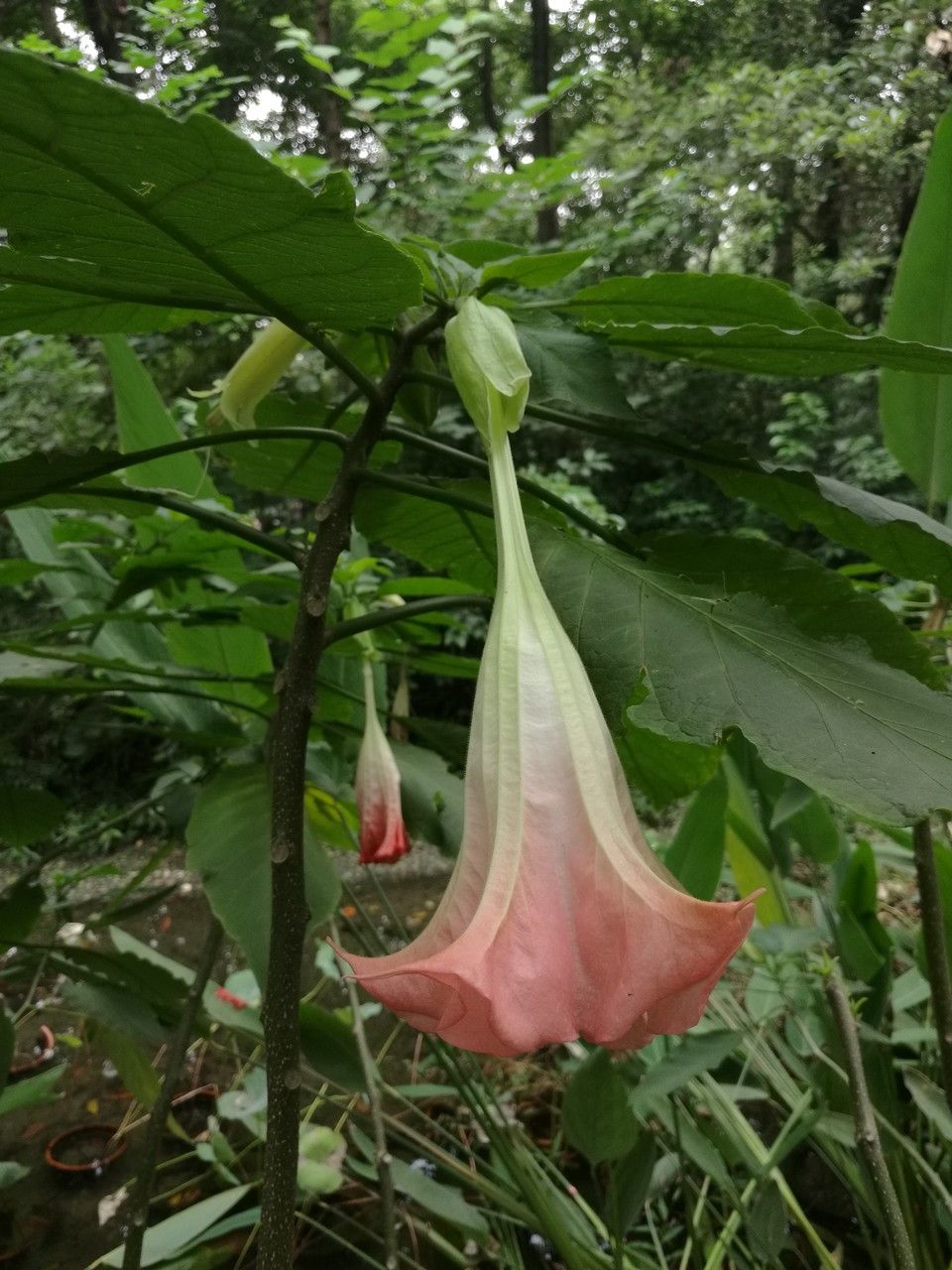 Brugmansia spp. flower