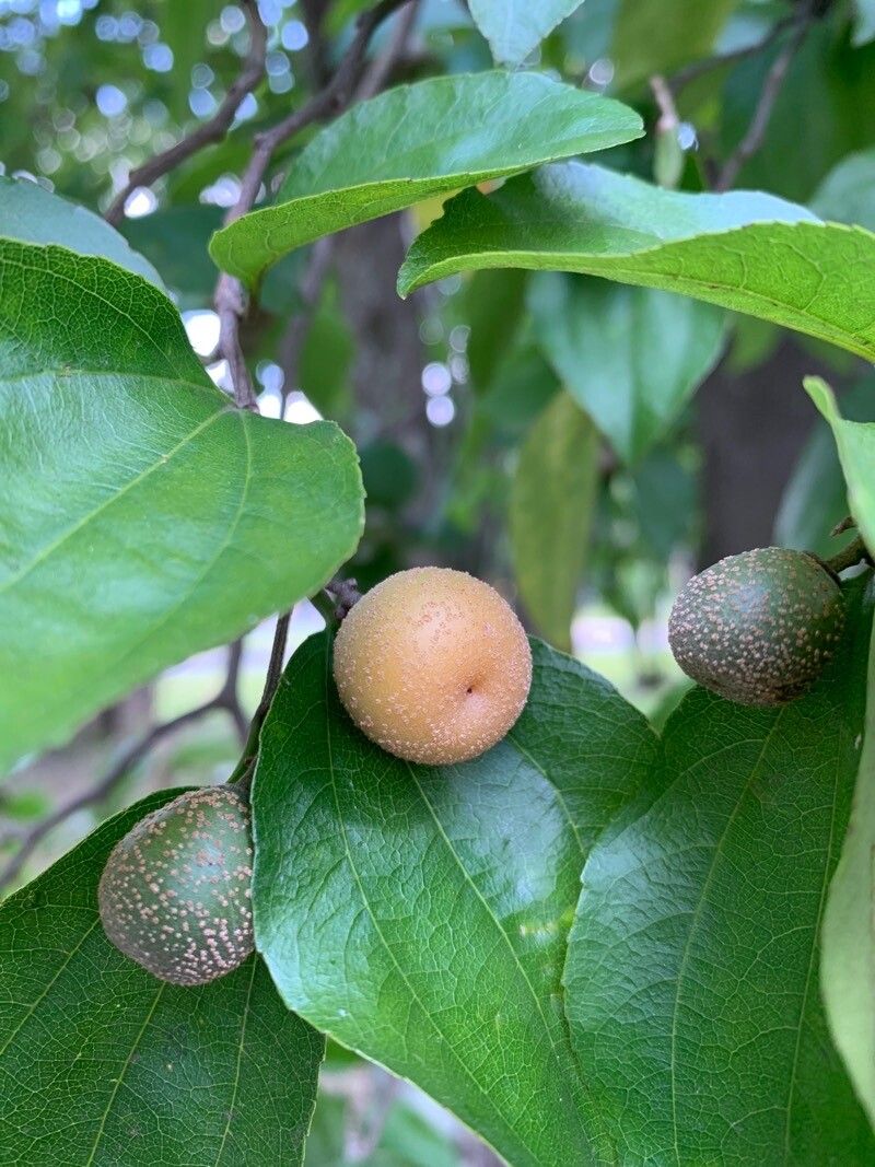 Sarcomphalus joazeiro fruit