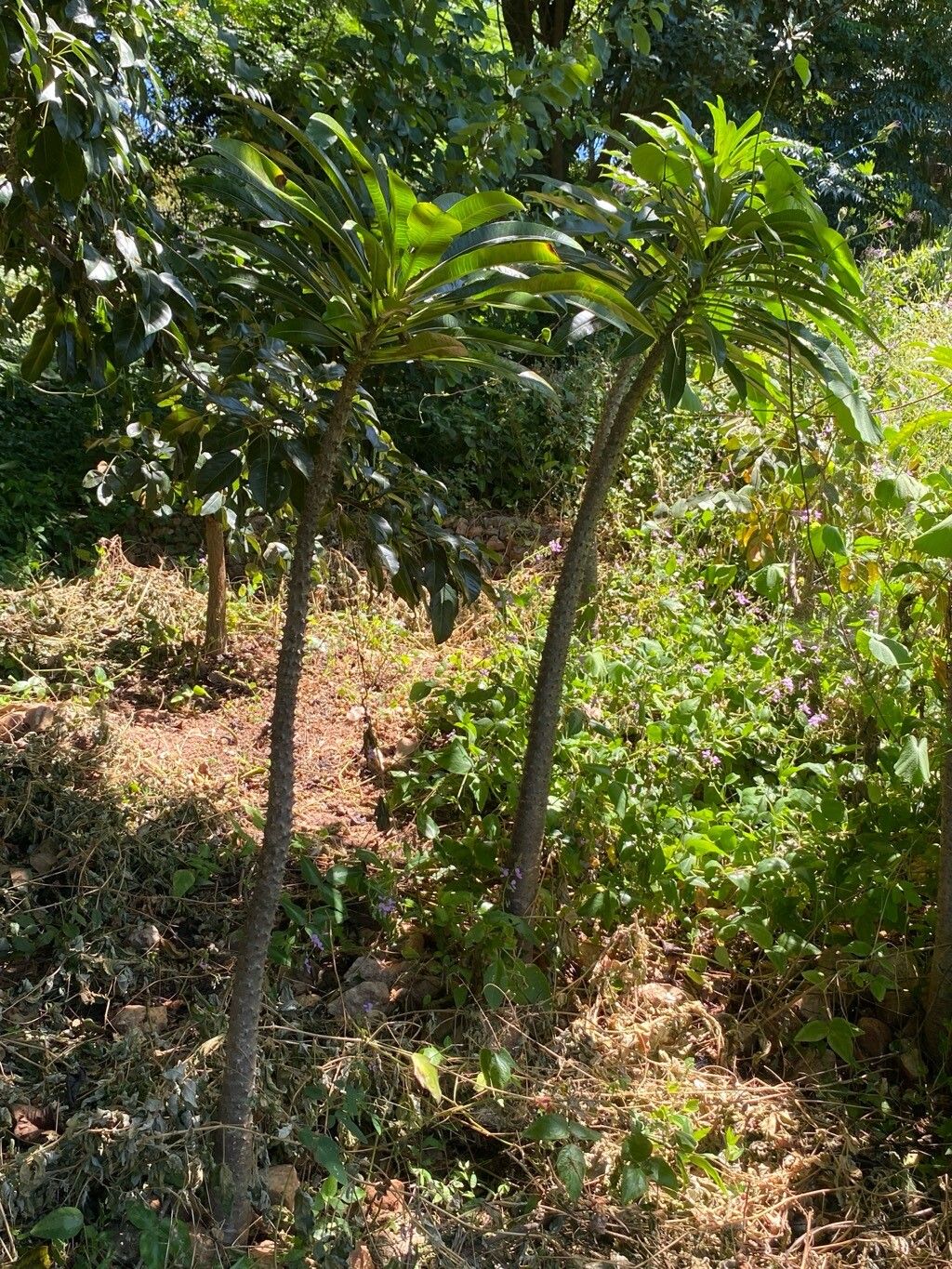 Pachypodium rutenbergianum habit