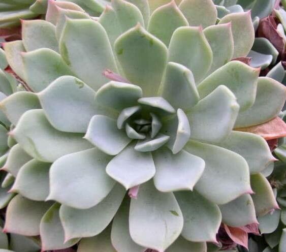 Echeveria tolucensis — houseplant care guide