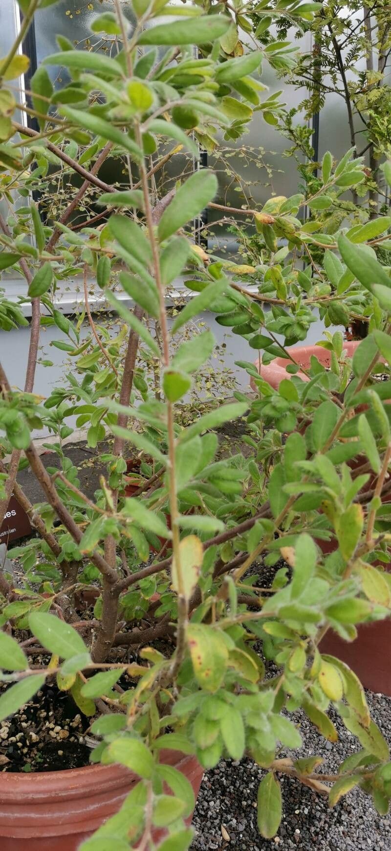 Grevillea pimeleoides habit