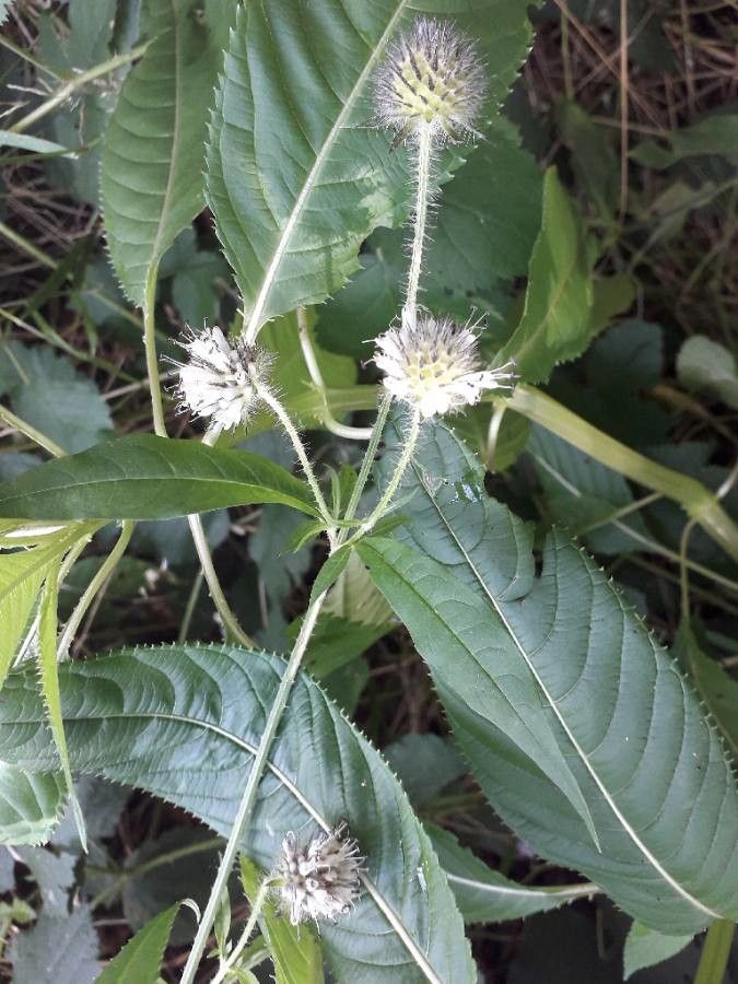 Dipsacus pilosus — search result for 'Caprifoliaceae'