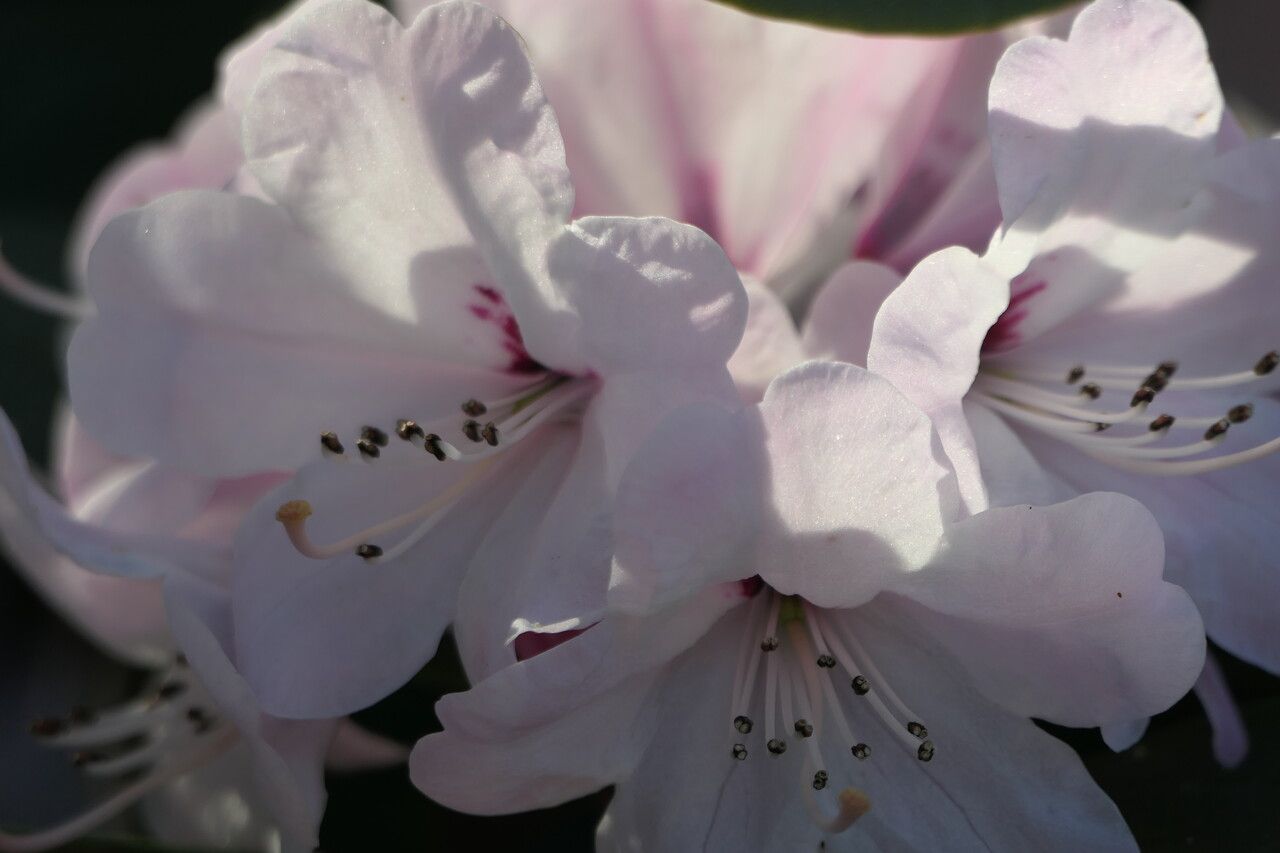 Rhododendron uvariifolium flower