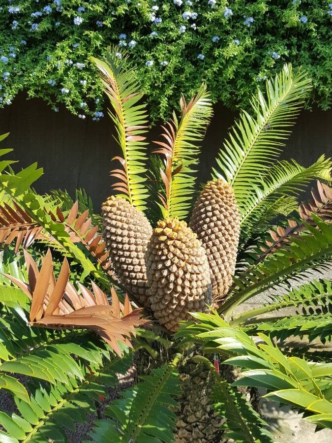 Encephalartos altensteinii flower