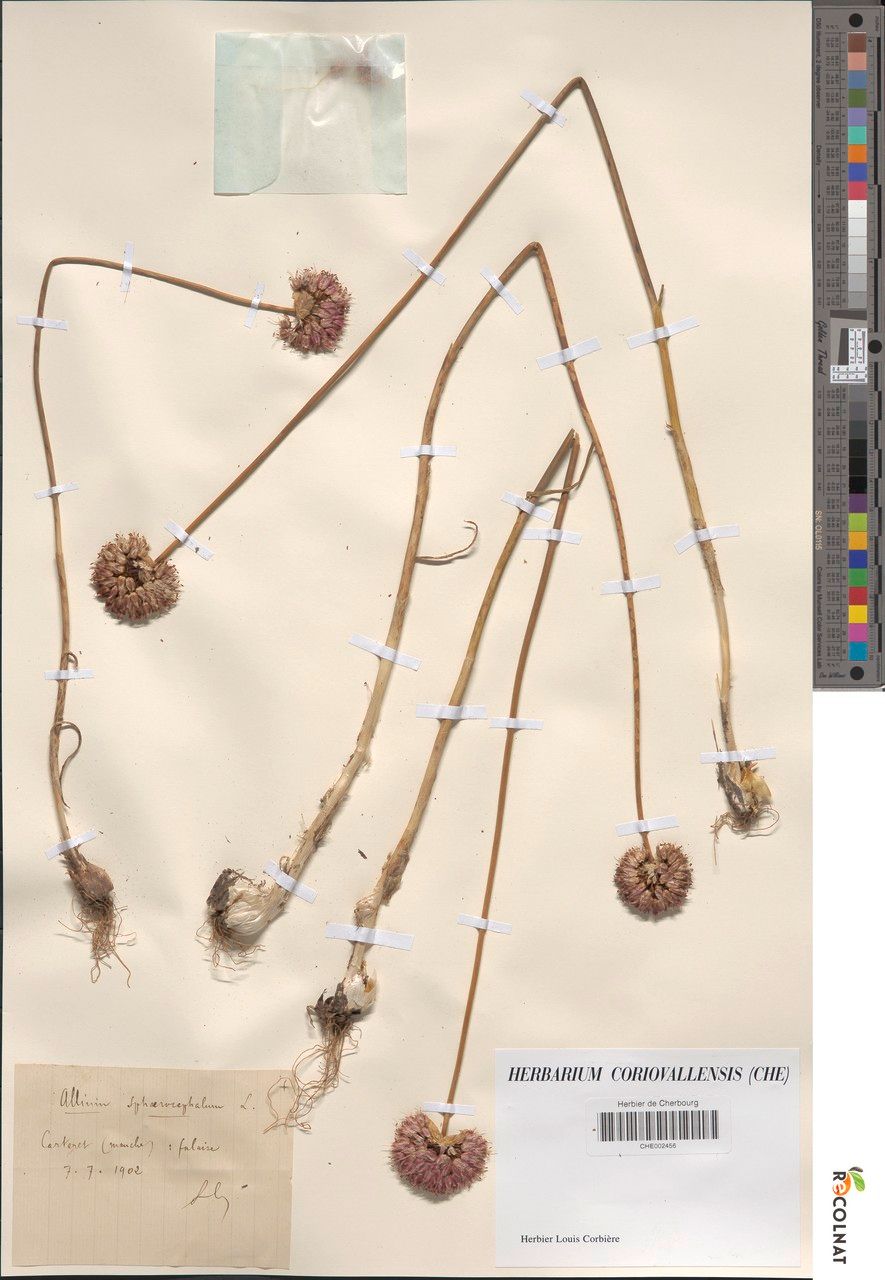 Allium scaberrimum — houseplant care guide