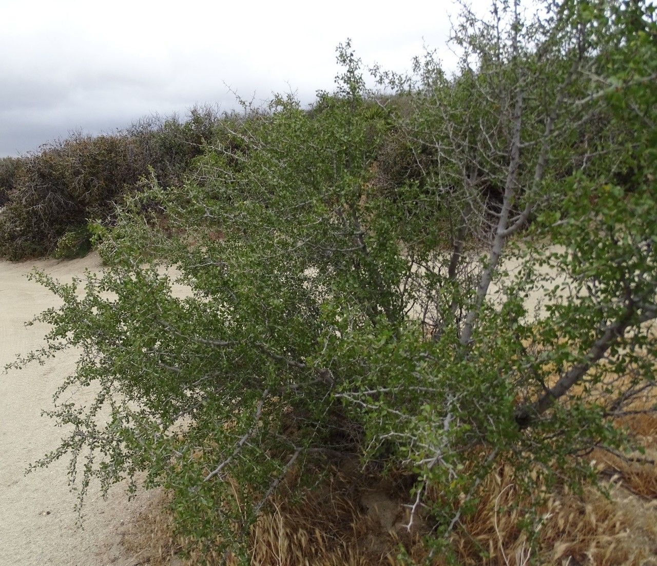 Pseudoziziphus parryi habit