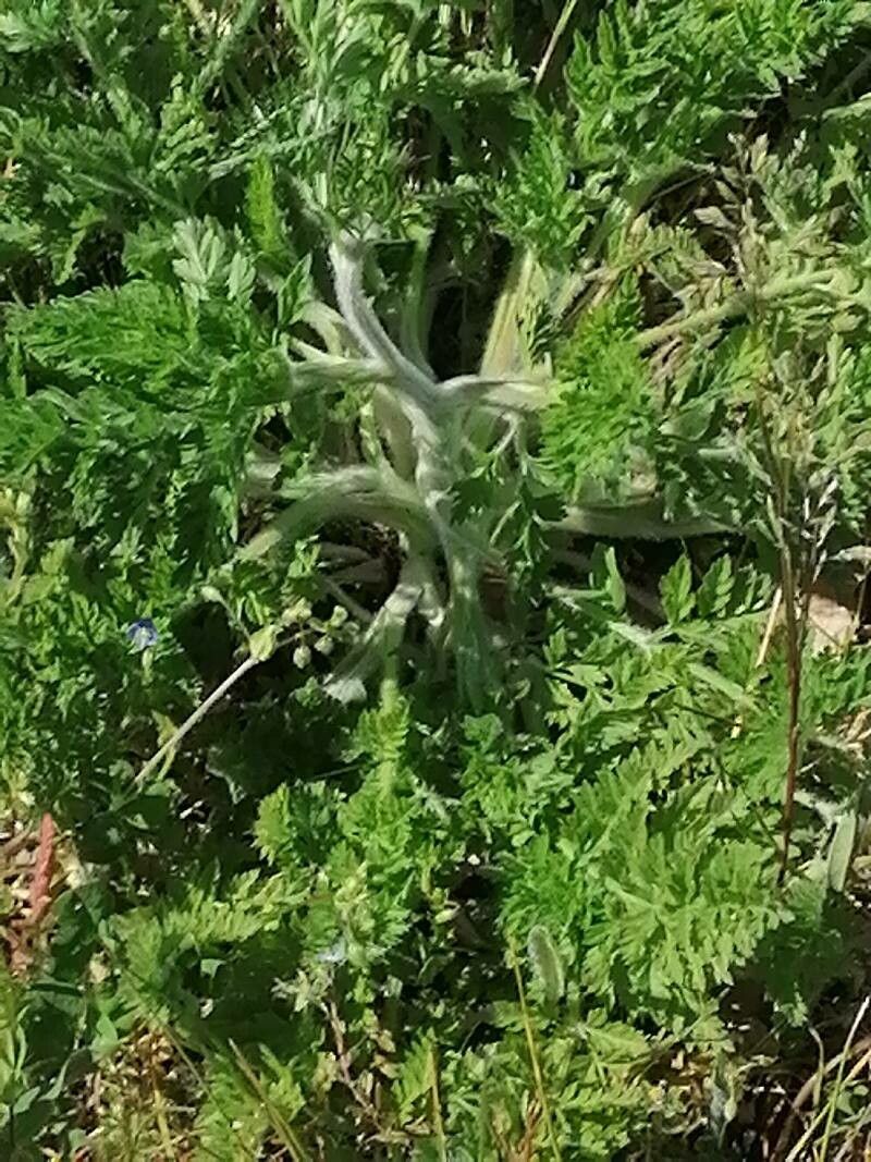 Hymenopappus artemisiifolius — related species from the same genus