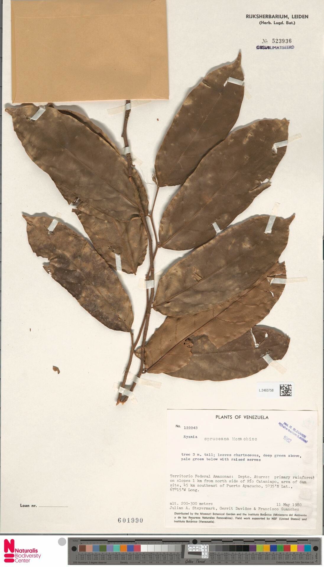 Ryania spruceana — related species from the same genus