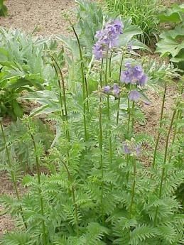 Polemonium foliosissimum habit