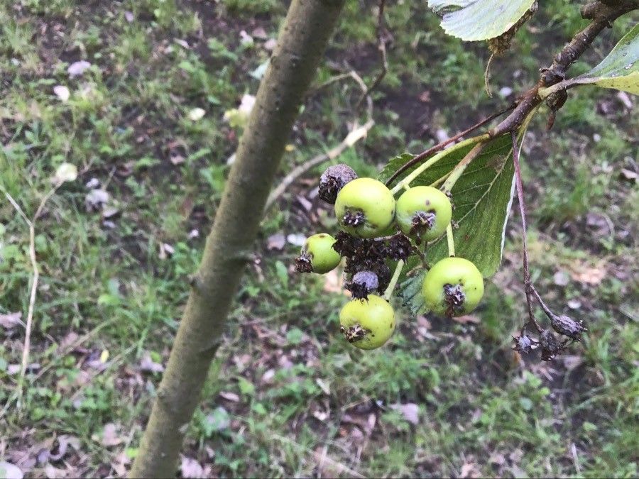 Sorbus lancastriensis fruit
