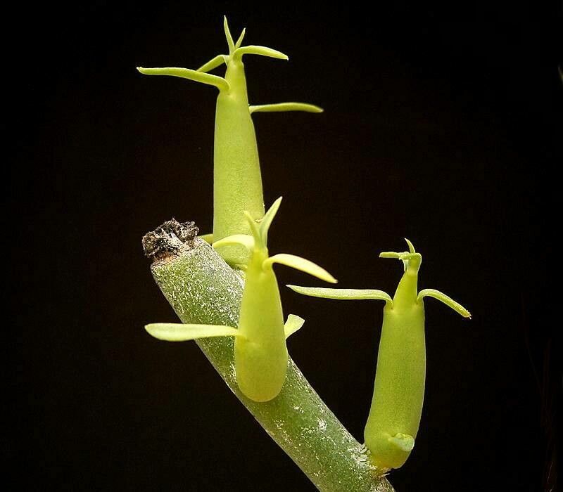 Euphorbia stolonifera leaf