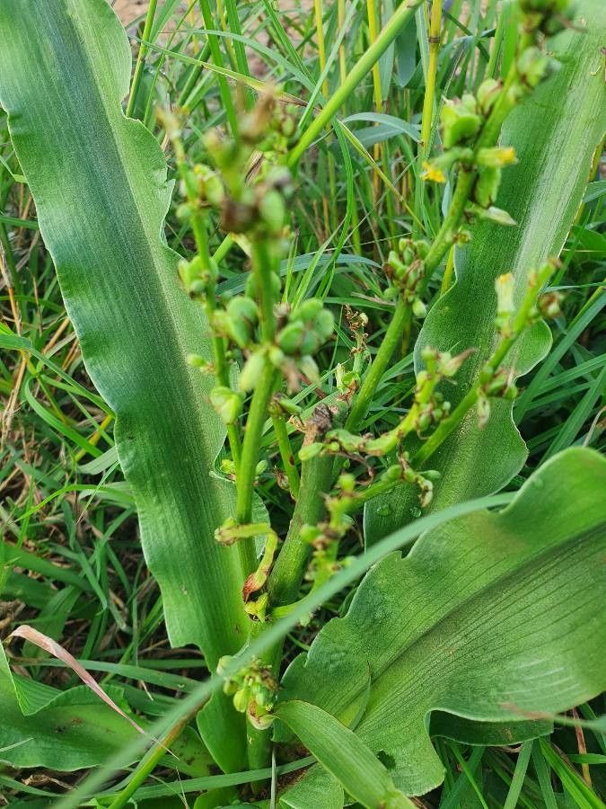 Chlorophytum gallabatense fruit