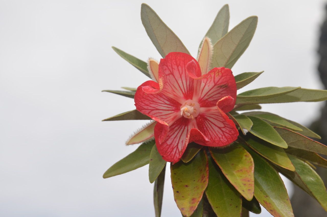 Ruizia boutoniana flower