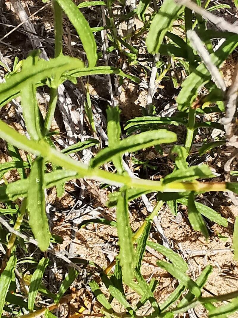 Sideritis hirsuta leaf