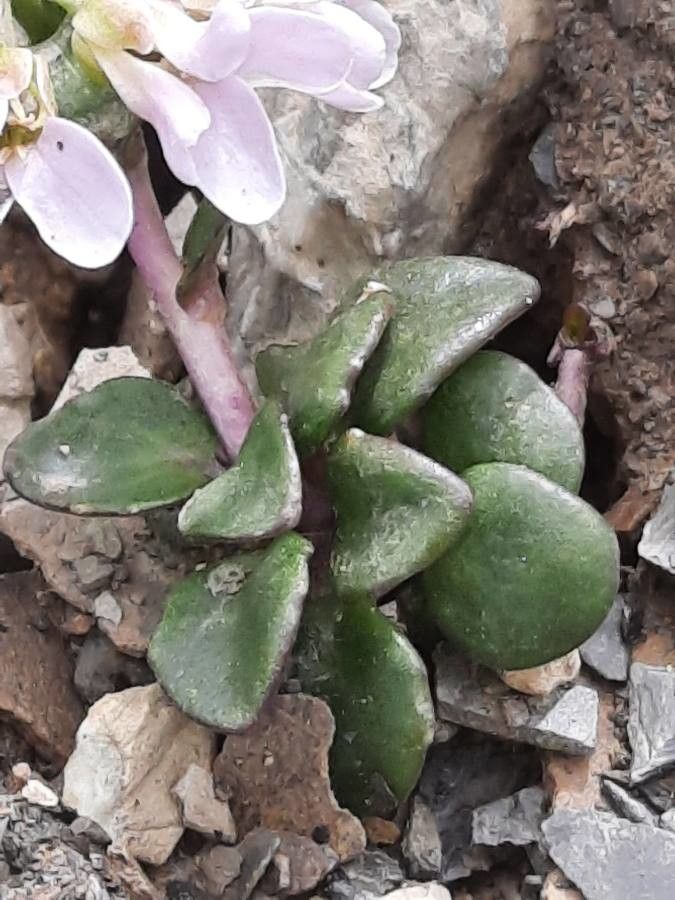 Noccaea rotundifolia leaf