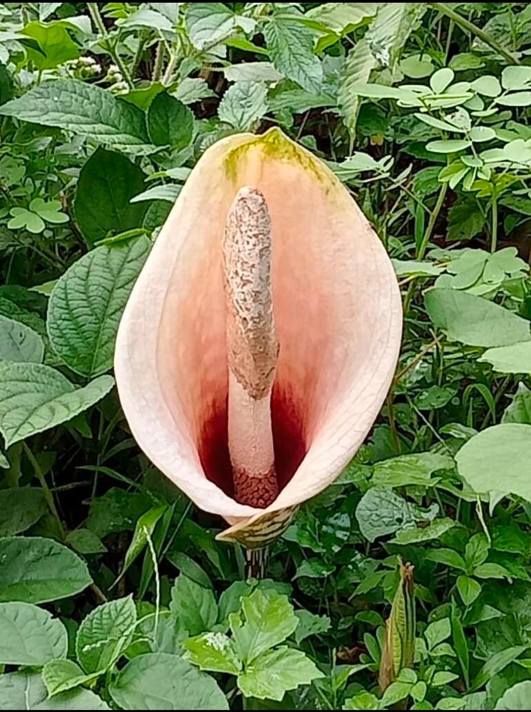 Amorphophallus bulbifer fruit