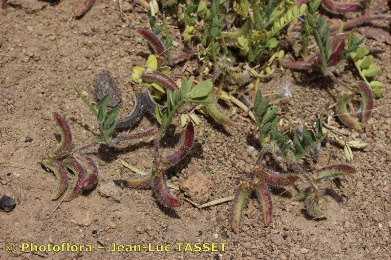 Astragalus longidentatus fruit