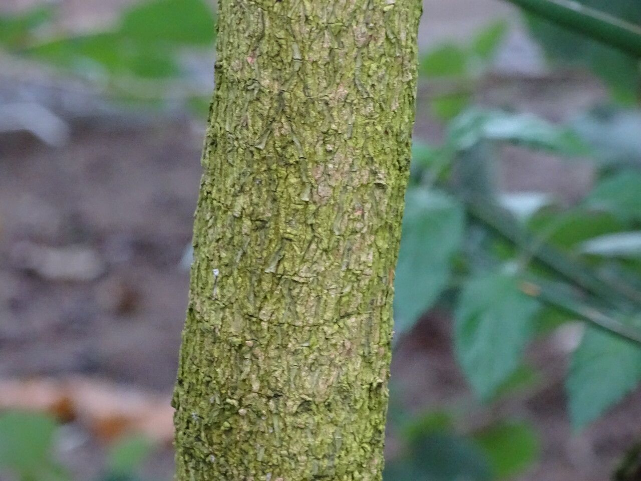 Erythrophleum suaveolens bark