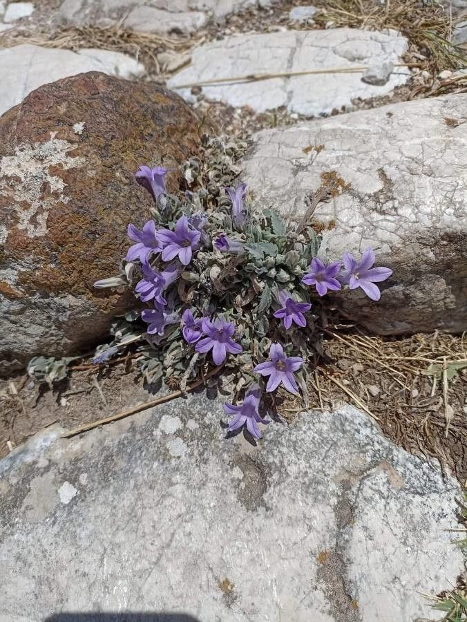 Campanula andrewsii habit