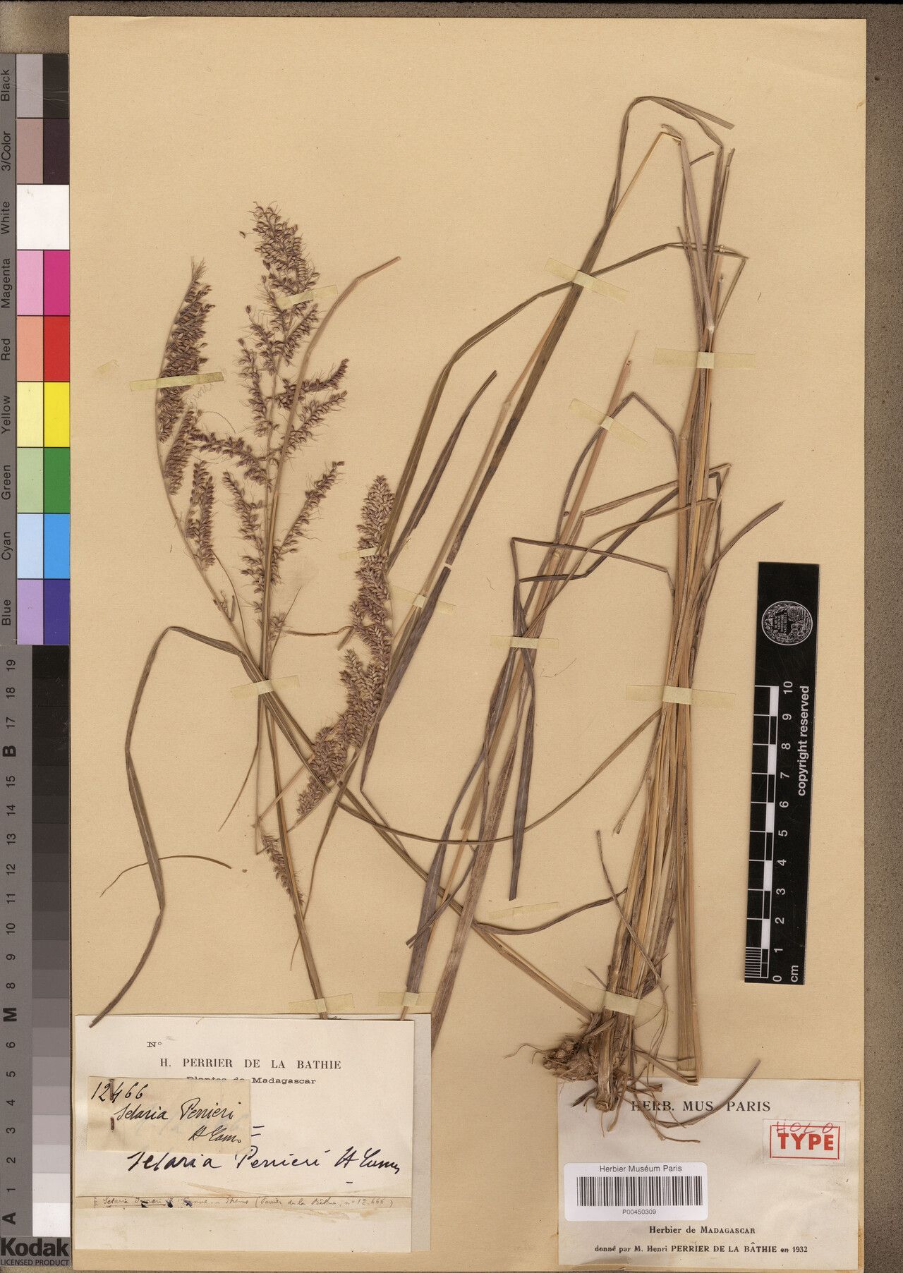 Setaria perrieri — houseplant care guide