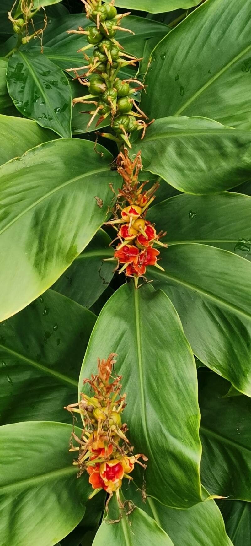 Roscoea praecox leaf