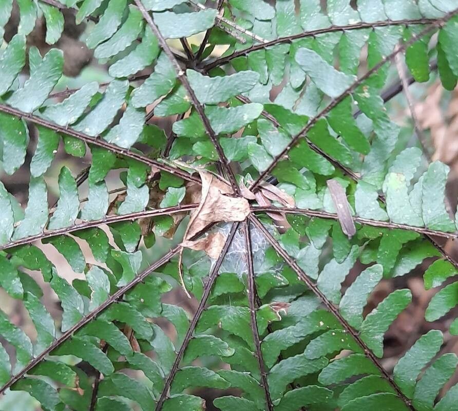 Hemionitis radiata other