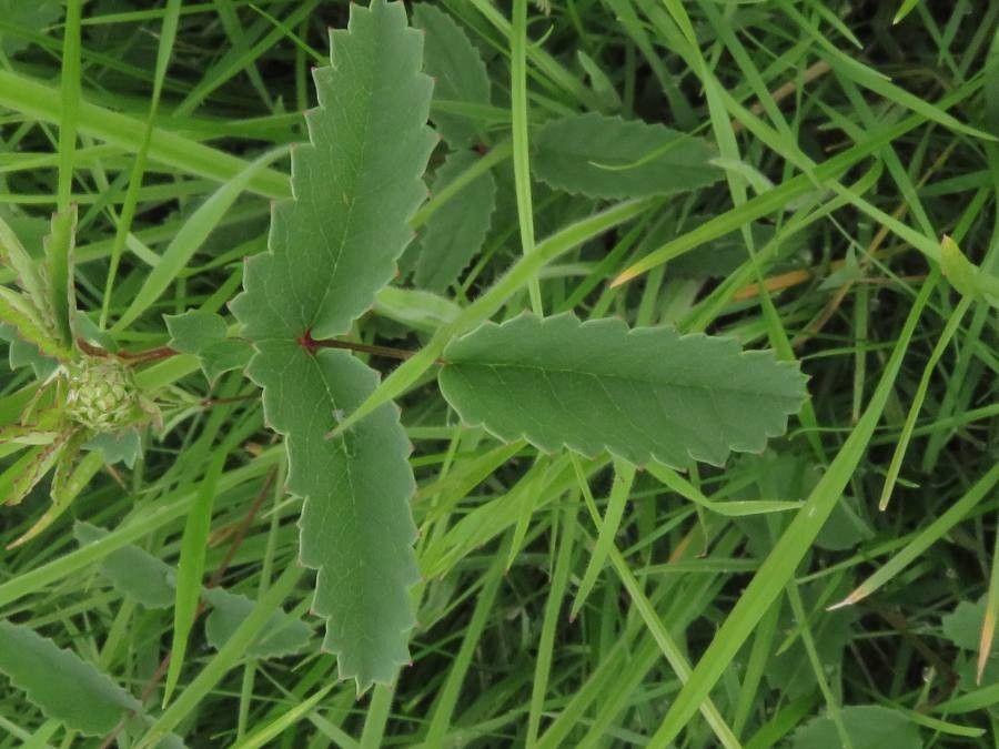 Sanguisorba officinalis leaf